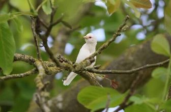 Un moineau friquet albinos ... 