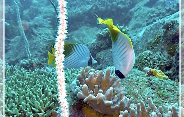 Poisson-papillon cocher ou Chaetodon cocher ou Chaetodon séton, Threadfin butterflyfish (Chaetodon auriga) - Spot Antsoha (Rocher 4ème Frère) - Tsarabanjina - Mitsio - Madagascar