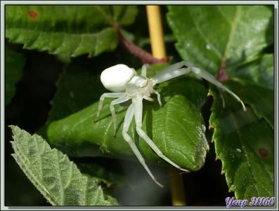 Araignée-crabe Thomise (Misumena vatia) - Verdun-sur-Ariège - 09