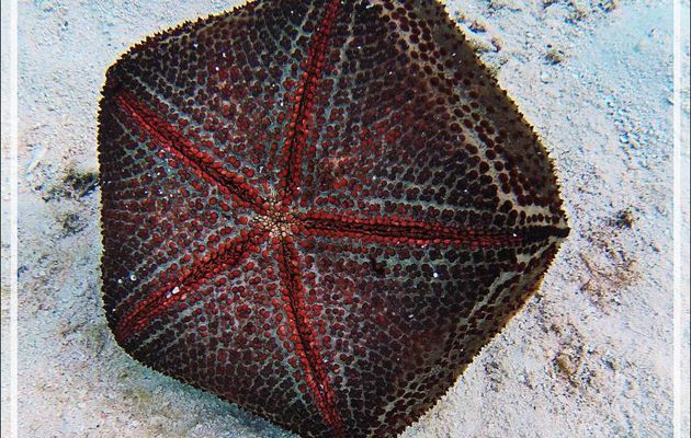 Etoile de mer « coussin de requin » (Culcita schmideliana) - Athuruga - Atoll d'Ari - Maldives