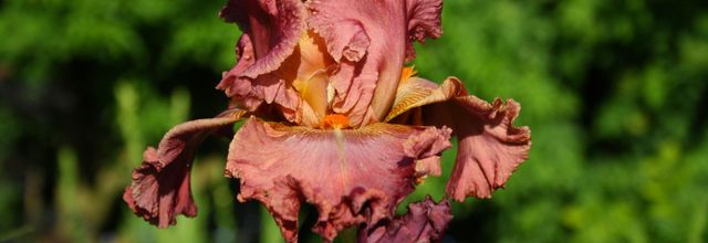 Iris et digitales 
