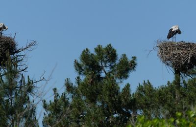 Cigognes et cigogneaux au Parc du Teich...