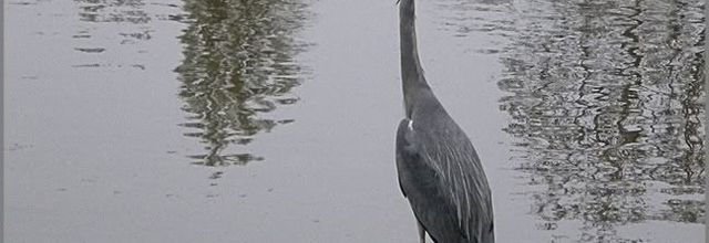 Parc des Buttes Chaumont : Le héron cendré