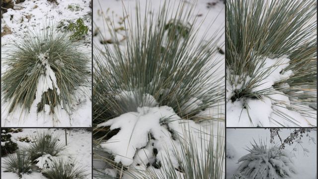 Des Graminées pour Animer l'hiver