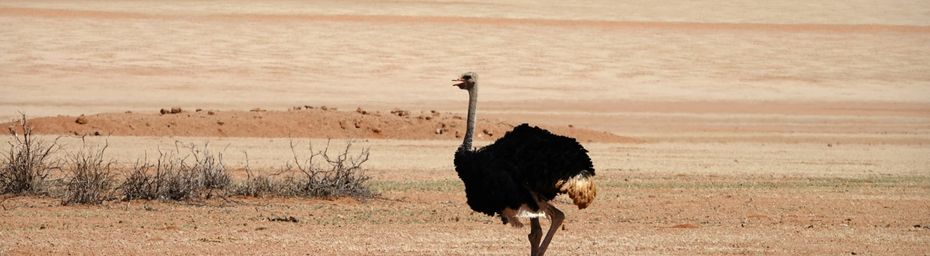 Namibie, carnet de voyage #19 La NamibRand Nature Reserve