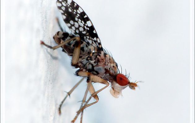 Mouche ponctuée (Trypetoptera punctulata) - La Couarde-sur-Mer - Île de Ré - 17