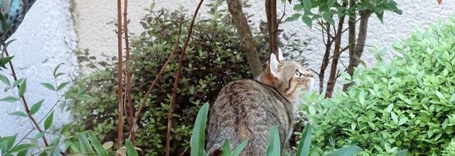Dimanche c'est chat