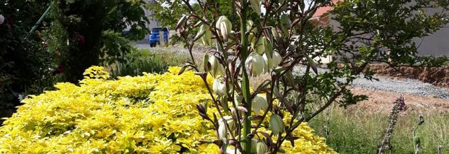 Les fleurs du jardin...