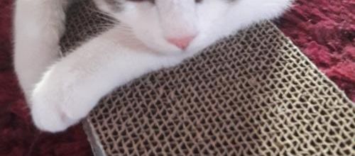 Il mobilise mon attention^^
