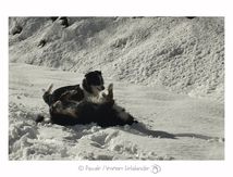 Gampo et Loo sur l'Aigoual