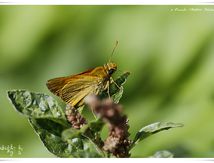 La sylvaine (Ochlodes faunus) - Hesperiidae