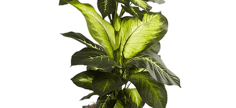 ѼVegetation