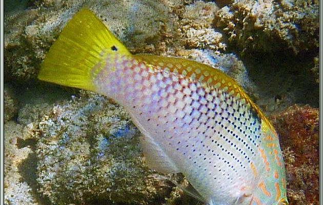 Labre échiquier ou Girelle échiquier femelle (Halichoeres hortulanus) et Demoiselle à trois lignes (Pomacentrus trilineatus) - Praslin - Seychelles