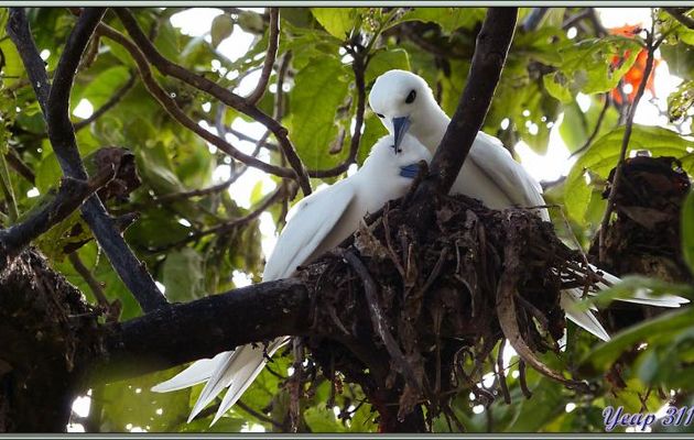 Les câlins des sternes Gygis blanches ou sternes fées (Gygis alba) - Bird Island - Seychelles