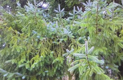 nos arbres bienveillants 