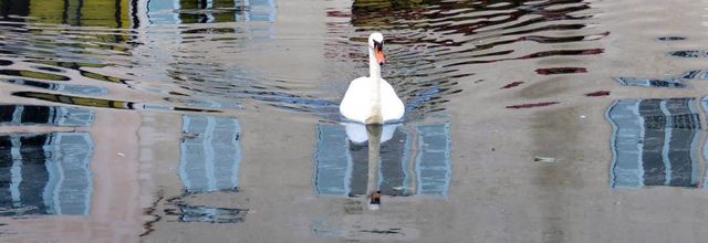 Cygne et Reflets 