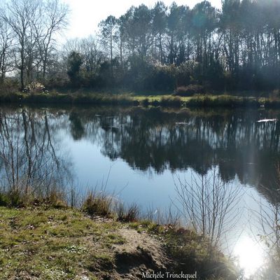 Une balade autour de l'Etang de la Glacière à ST VINCENT DE PAUL (40), le 17 janvier (suite)...