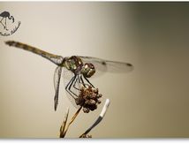  Sympétrum fascié (Sympetrum striolatum) femelle...