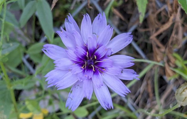 des fleurs pendant mes balades 