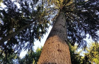 Premier bain de forêt de l'année 2023 (2)