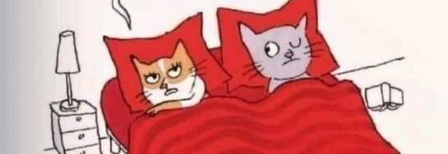 pour les amis  des chats  Chats... alors 