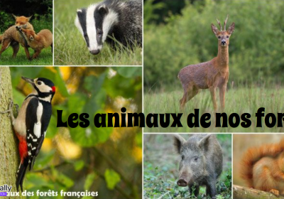 Genially sur Les animaux de nos forêts