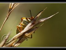 Carpocoris mediterraneus (Pentatome méridional) et Codophila varia
