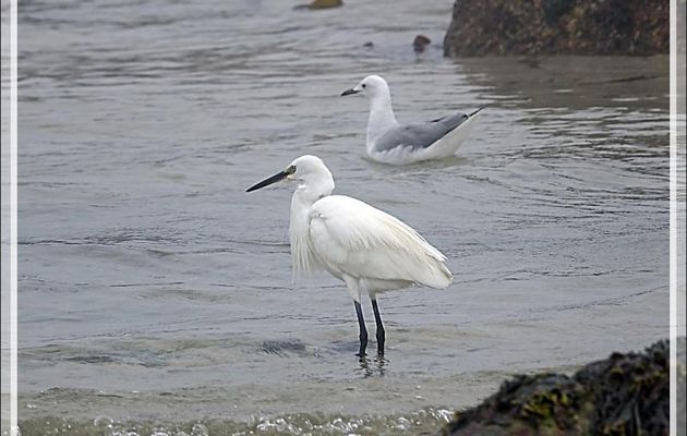 Aigrette des récifs forme blanche et mouette de Hartlaub - Camps Bay - Cape Town - Afrique du Sud