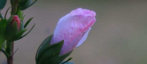 Les quatre saisons d’ Elisabeth Kübler-Ross