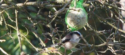 la mésange à longue queue