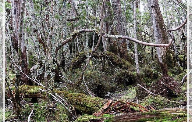 La forêt magellanique est presque impénétrable - Glacier Aguila - Terre de Feu - Patagonie - Chili