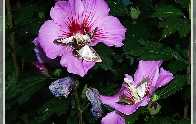 Une invasion par le papillon Pyrale du buis (Cydalima perspectalis) suite ... - Lartigau - Milhas - 31