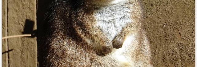 Wallaby (1)