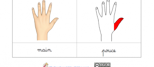 Nomenclatures : La main 