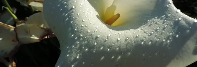 mon arum avec la rosée