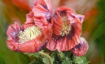 Opium ... 