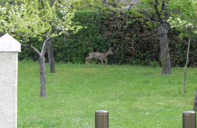 Photo insolite ! la biche qui ...