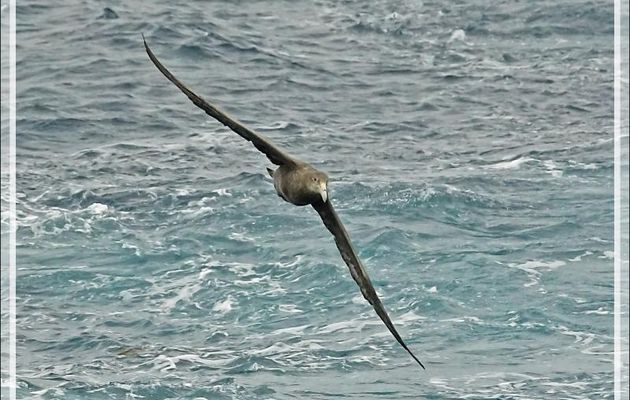 Le vol et l'amerrissage du Pétrel géant : animation GIF - Gough Island - Archipel de Tristan da Cunha