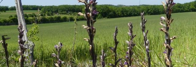 Limodorum abortivum  - limodore à feuilles avortées