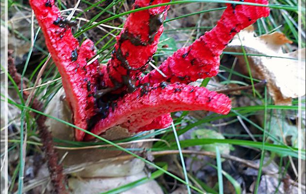 Champignon Clathre d’Archer, Anthurus d’Australie, Étoile des bois, Pieuvre des bois (Anthurus Archeri) - Lartigau - Milhas - 31