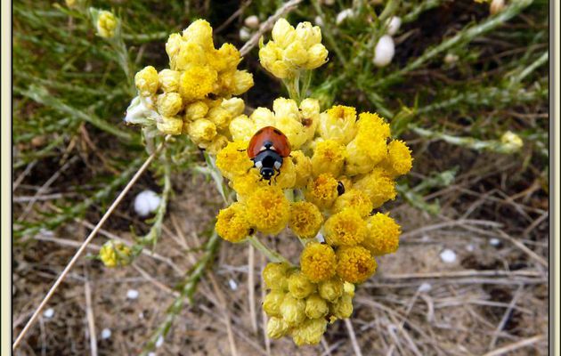 Coccinelle sur immortelle des dunes (Helichrysum stoechas) - Rivedoux - Ile de Ré - 17