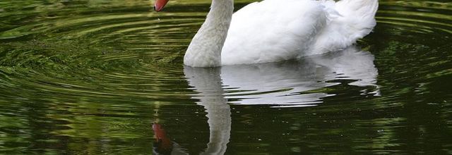 Rambouillet : Photos Nature : Cygne tuberculé (Reflets)