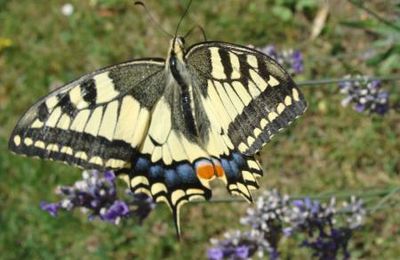 le machaon