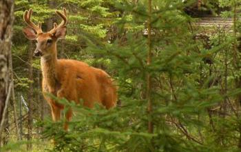la cigogne et le caribou au zoo de Saint-Félicien