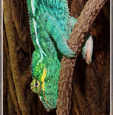 Je retrouve, toujours dans le même arbre, le Caméléon panthère de la veille, Panther chameleon (Furcifer pardalis) - Nosy Sakatia - Madagascar