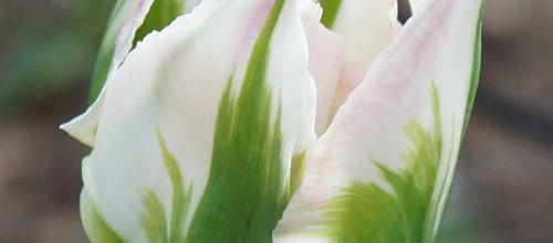Dernière tulipe