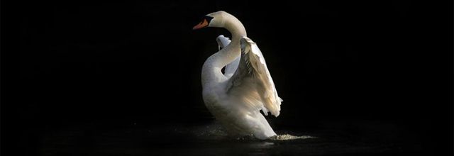 Juste un Cygne ...