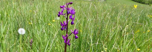 Anacamptis laxiflora  -  orchis à fleurs lâches