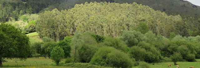 un geai et la nature