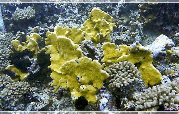 Corail jaune et Eponges noires - Tumakohua (passe sud) - Atoll de Fakarava - Tuamotu - Polynésie française